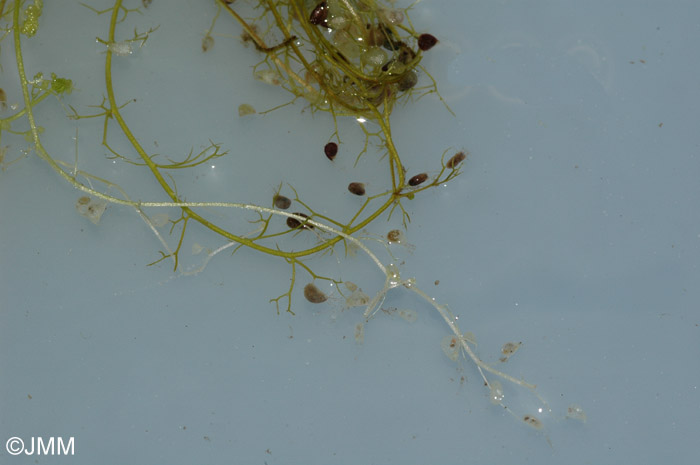 Utricularia minor : feuilles et piges