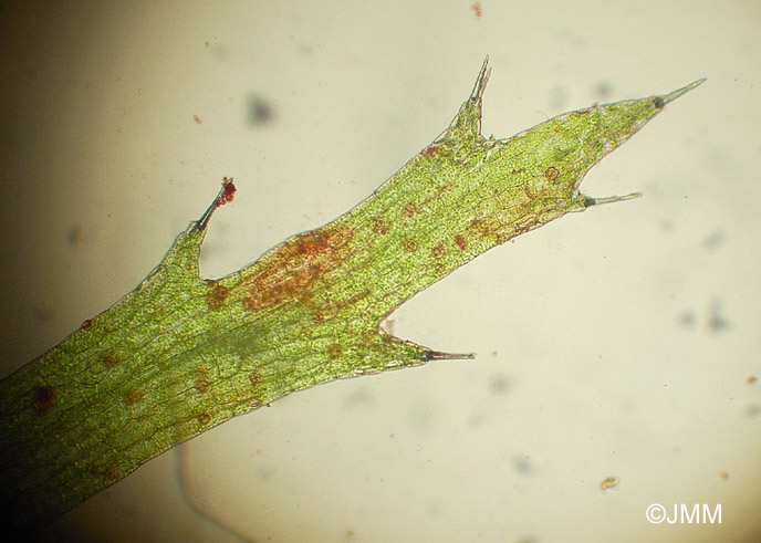 Utricularia ochroleuca : microscopie d'une feuille