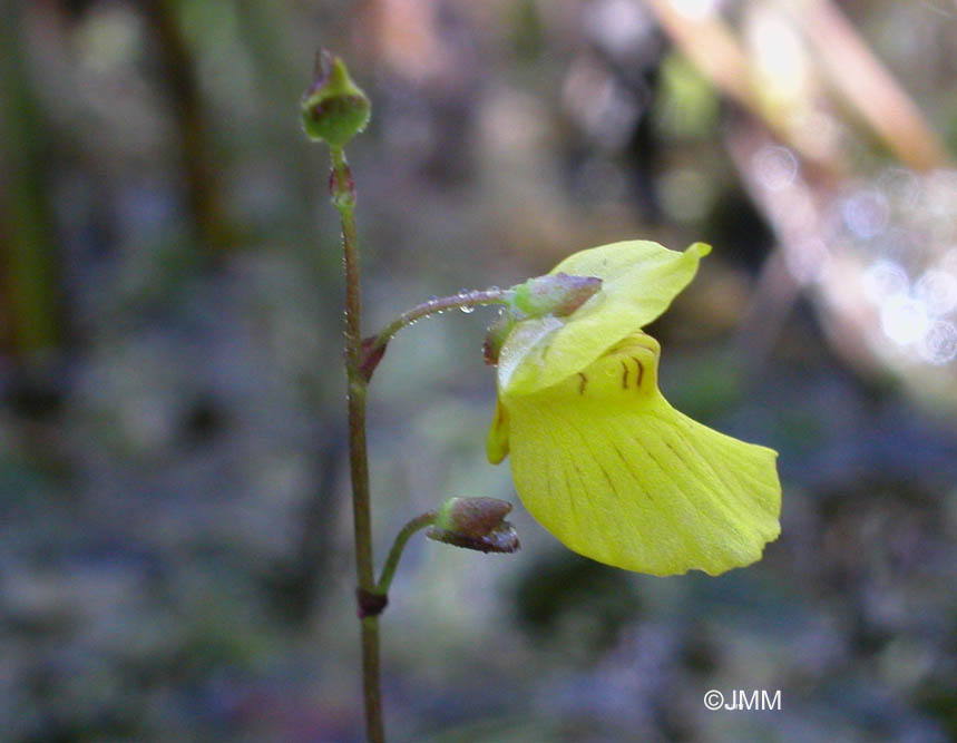Utricularia ochroleuca