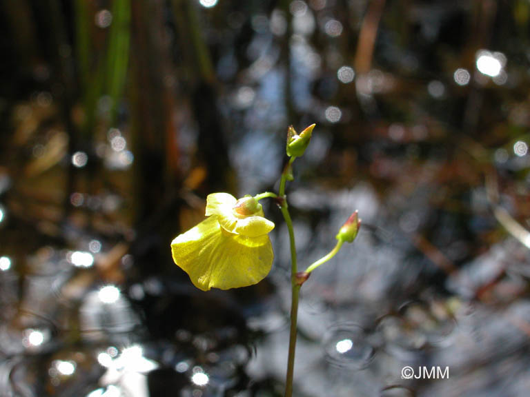 Utricularia ochroleuca