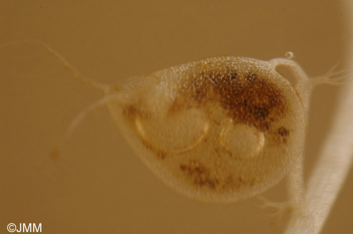 Utricularia stygia