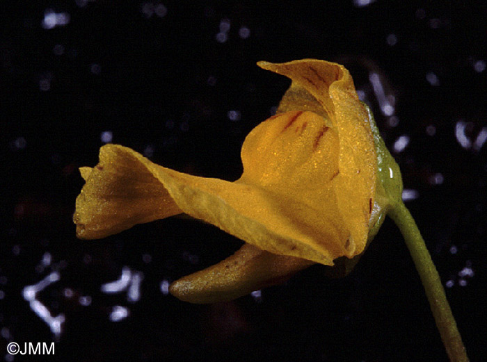 Utricularia stygia