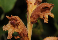 Orobanche teucrii