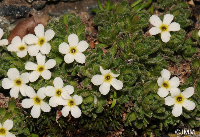 Androsace pubescens