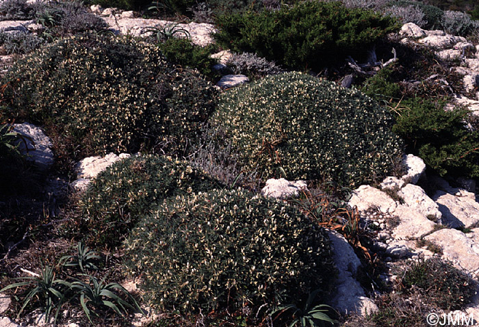 Astragalus massiliensis = Astragalus tragacantha