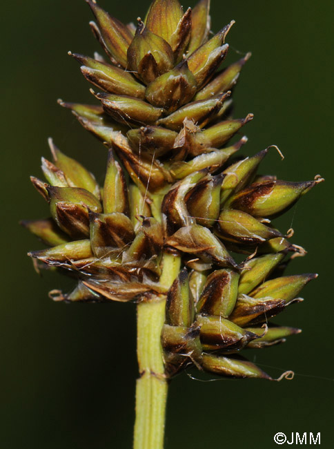 Carex heleonastes
