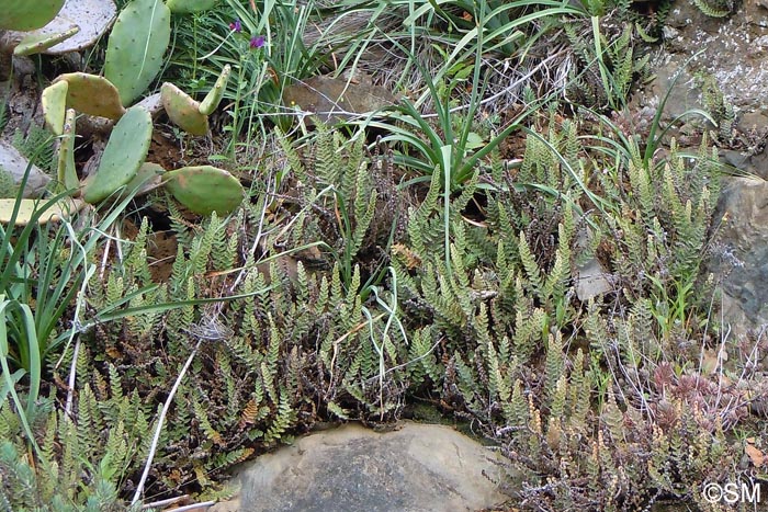Opuntia ficus-indica & Cosentinia vellea