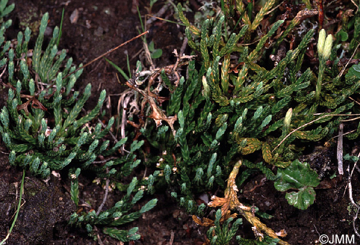 Diphasiastrum alpinum