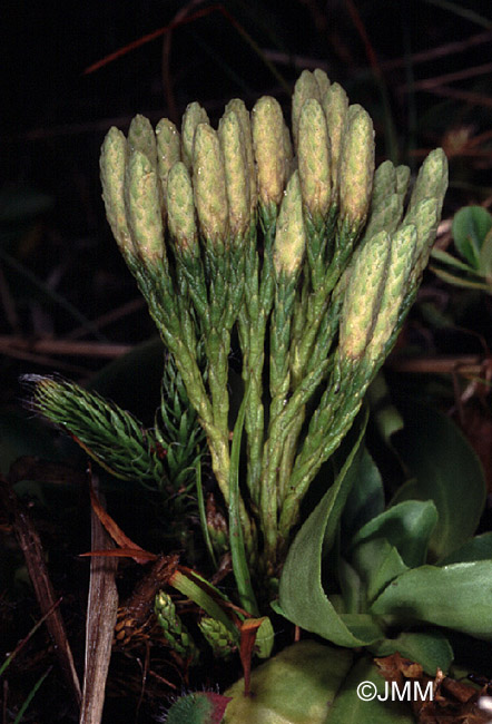 Diphasiastrum alpinum