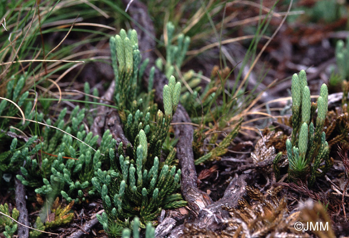 Diphasiastrum alpinum