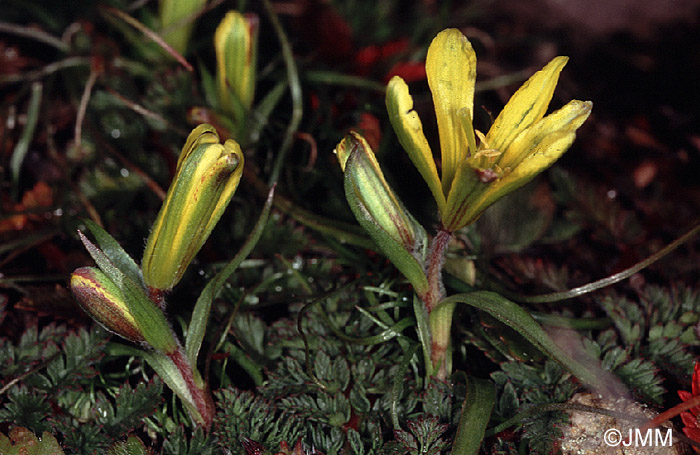 Gagea bohemica = Gagea bohemica subsp. bohemica