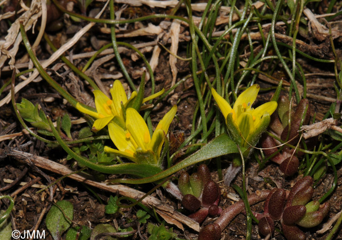 Gagea bohemica = Gagea bohemica subsp. bohemica