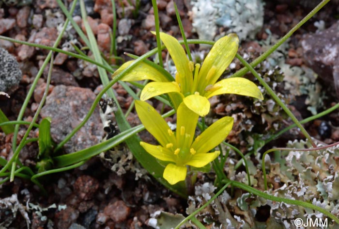 Gagea saxatilis = Gagea bohemica subsp. saxatilis