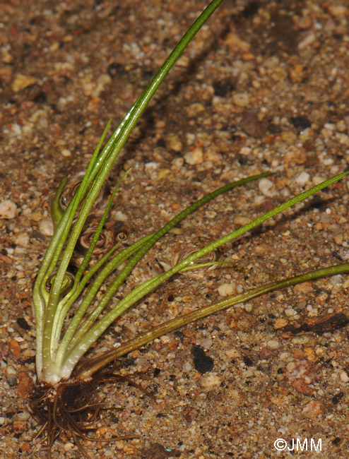 Isotes lacustris