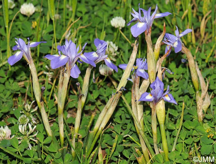 Moraea sisyrinchium = Iris sisyrinchium = Gynandriris sisyrinchium
