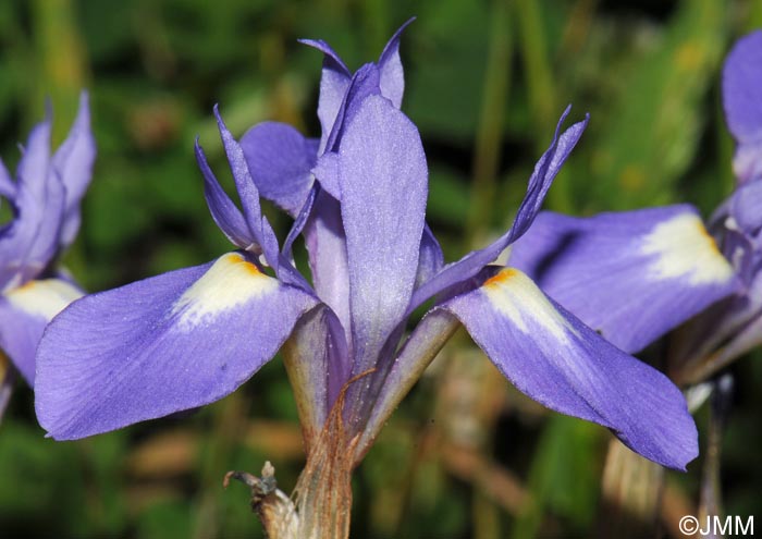 Moraea sisyrinchium = Iris sisyrinchium = Gynandriris sisyrinchium
