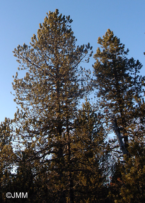 Pinus uncinata