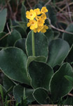 Primula auricula