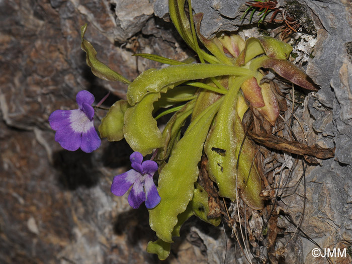 Pinguicula longifolia subsp. longifolia