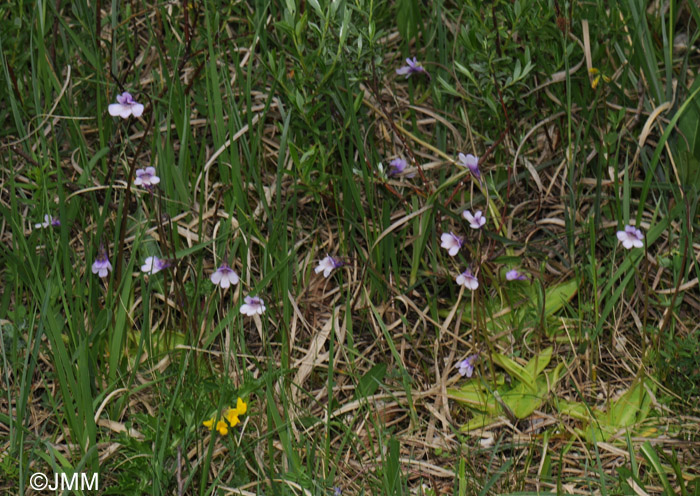 Pinguicula vulgaris f. bicolor 