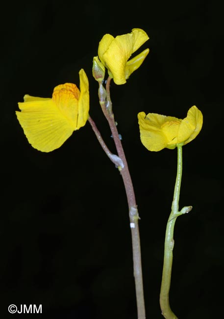 Utricularia australis et Utricularia tenuicaulis
