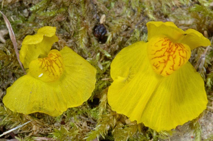 Utricularia australis & Utricularia tenuicaulis