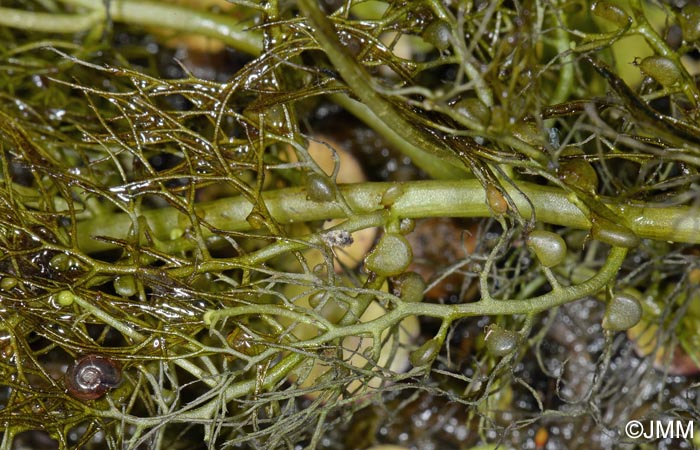 Utricularia tenuicaulis = Utricularia brennensis
