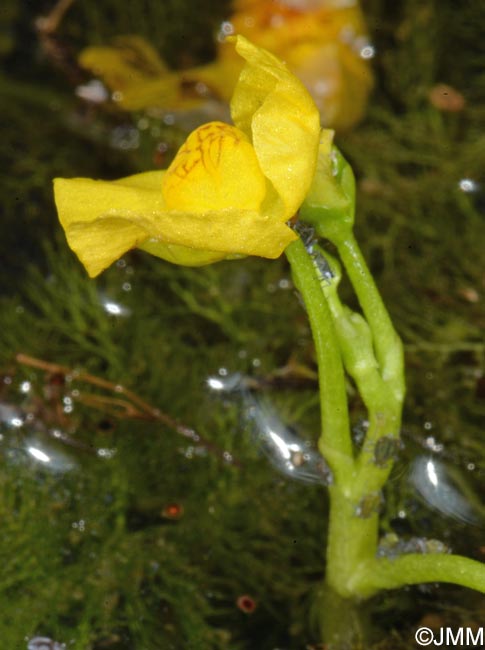Utricularia brennensis