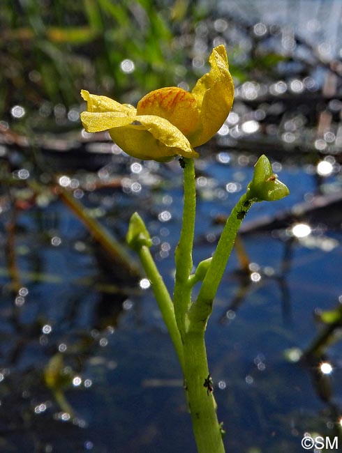 Utricularia tenuicaulis = Utricularia brennensis