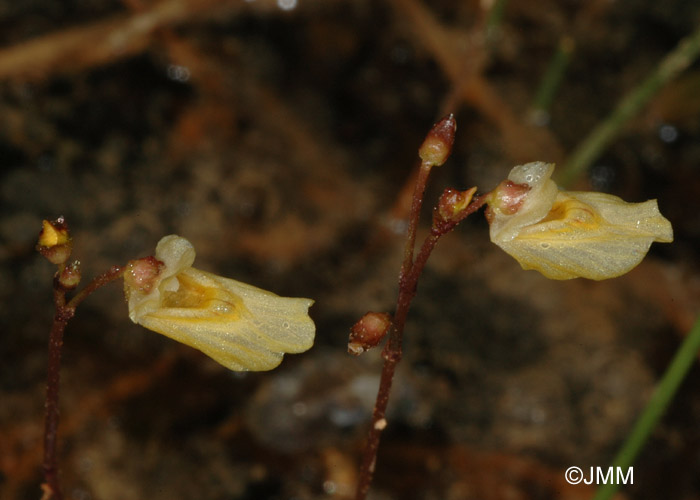Utricularia minor 