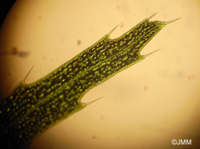Utricularia stygia : microscopie d'une feuille