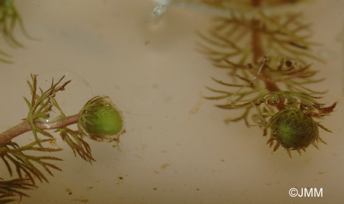 Utricularia stygia 