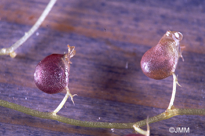 Utricularia stygia 