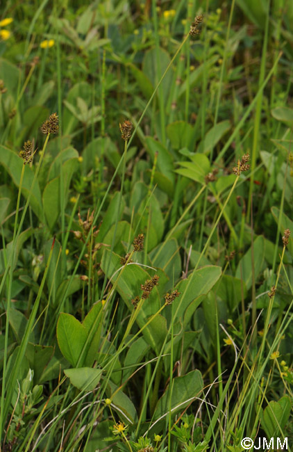 Carex heleonastes