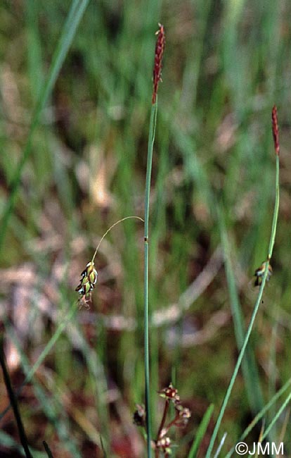 Carex limosa