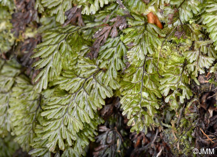 Hymenophyllum tunbrigense