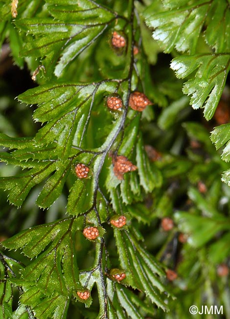 Hymenophyllum tunbrigense : dtails des sores