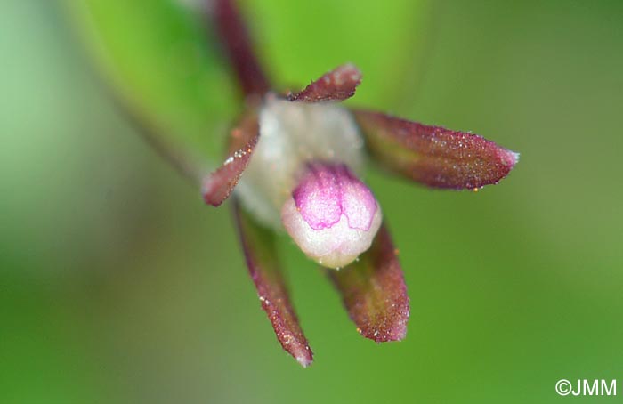 Lindernia palustris = Lindernia procumbens