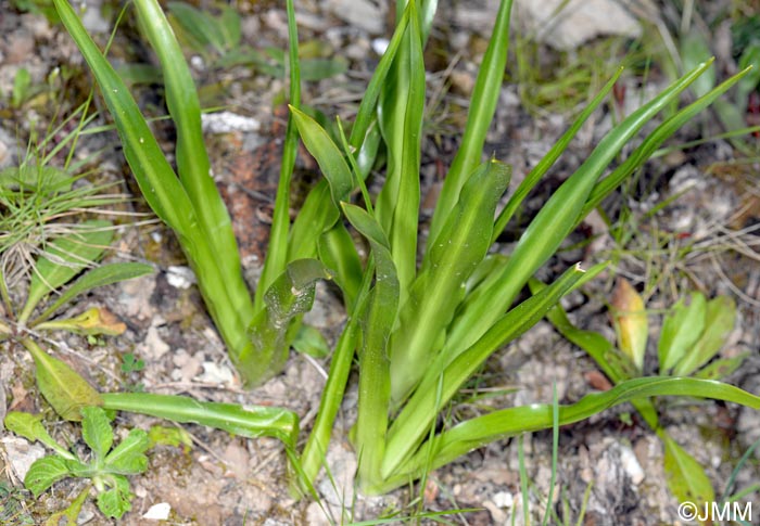 Nectaroscilla hyacinthoides = Scilla hyacinthoides