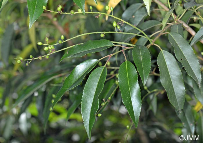 Prunus lusitanica = Prunus lusitanica subsp. lusitanica
