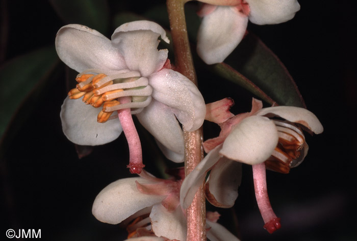 Pyrola rotundifolia L. subsp. maritima