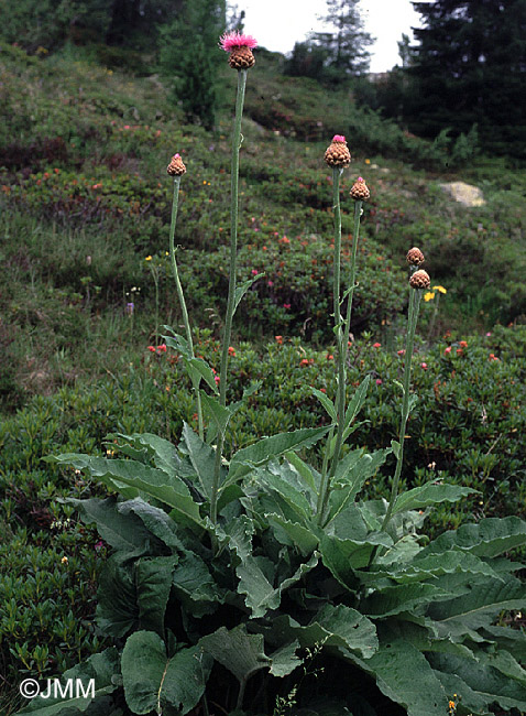 Rhaponticum scariosum = Stemmacantha rhapontica subsp. lamarckii = Leuzea rhapontica