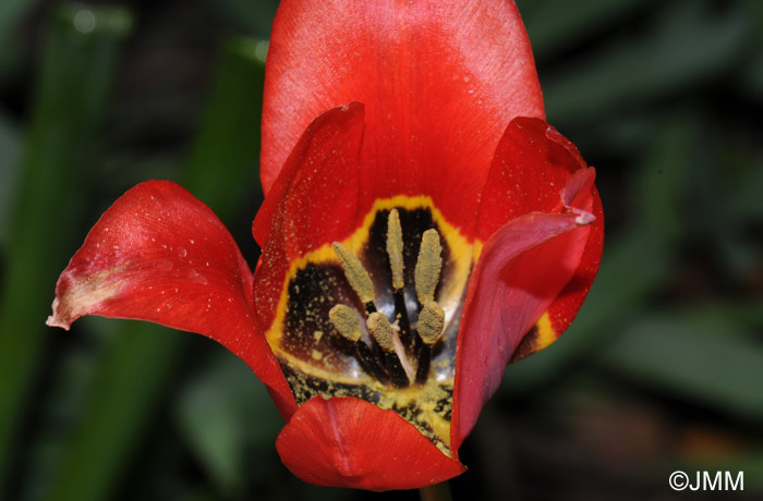 Tulipa praecox