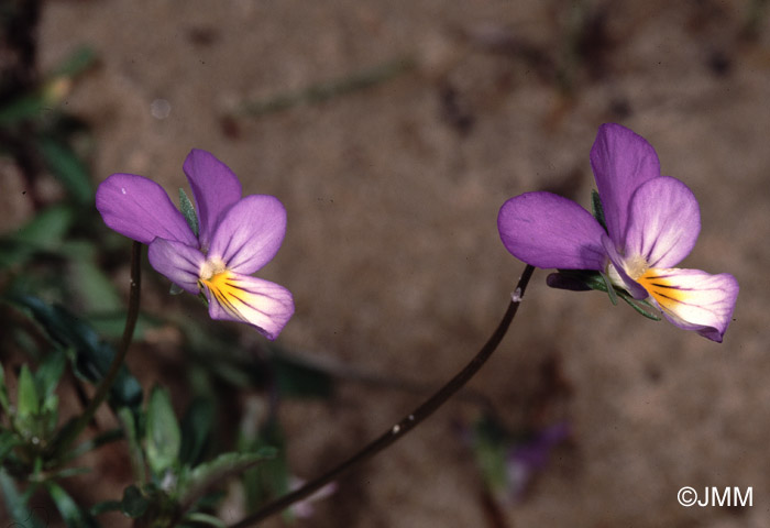 Viola curtisii