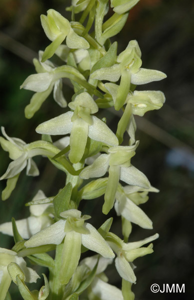 Platanthera bifolia var. robusta