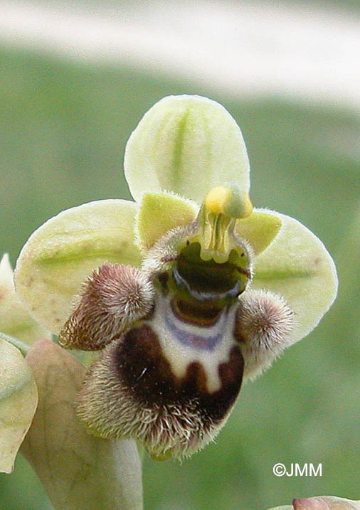 Ophrys  bombyliflora x tardans