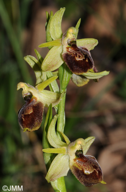 Ophrys archipelagi 