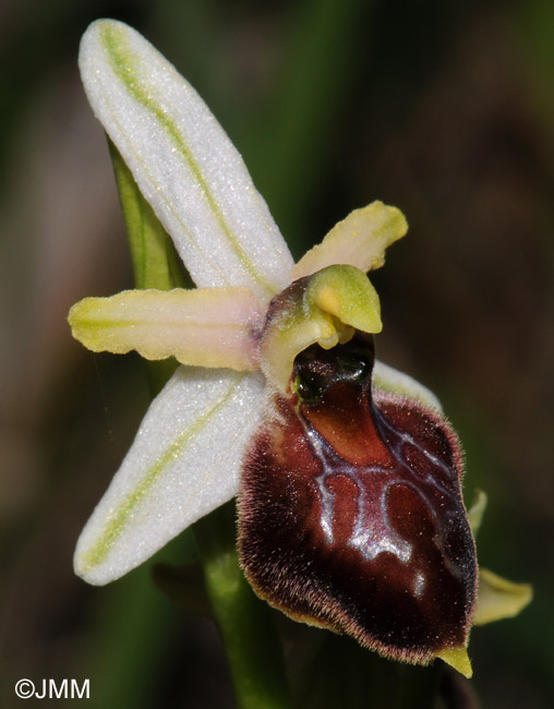 Ophrys archipelagi 