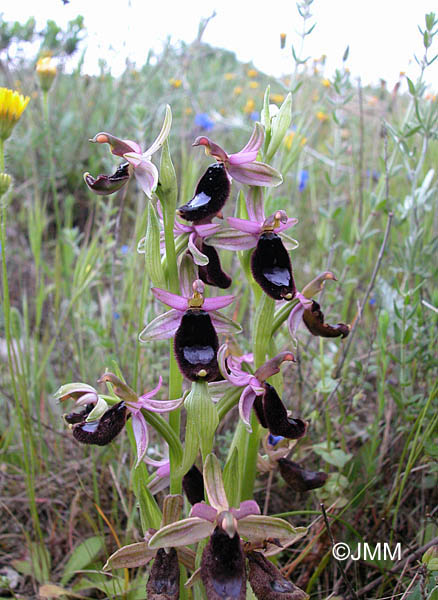 Ophrys bertolonii 