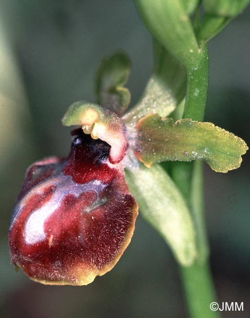 Ophrys sp.